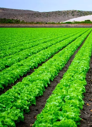 Agronegócio - gestão profissional no campo